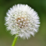dandelion macro shot